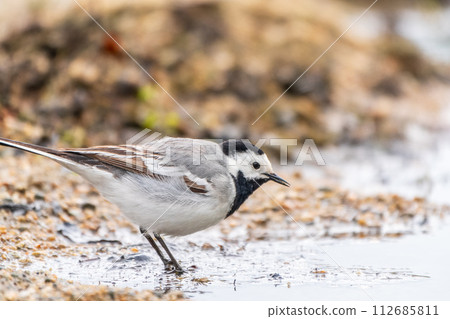 Wagtail sits on the ground with a beautiful blurred background. 112685811