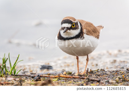 Little ringed plover (Charadrius dubius), bird standing on the lake shore 112685815