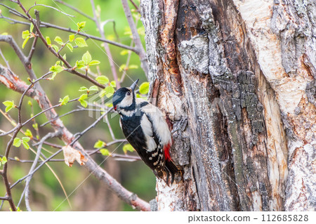 Little woodpecker sits on a tree trunk. The great spotted woodpecker, Dendrocopos major 112685828