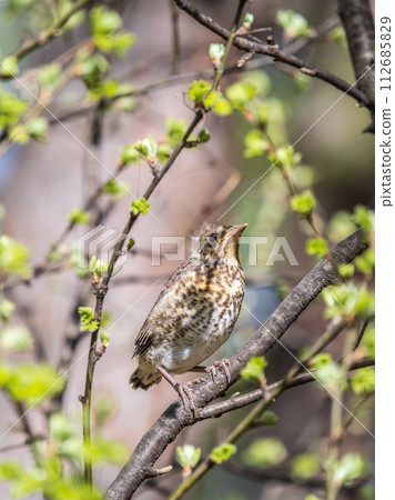 A fieldfare chick, Turdus pilaris, has left the nest and is sitting on a branch. A chick of fieldfare sitting and waiting for a parent on a branch. A fieldfare chick, Turdus pilaris, has left the nest and is sitting on a branch. A chick of fieldfare sitting and waiting for a parent on a branch. 112685829