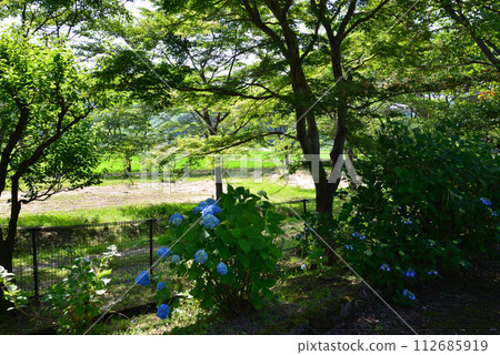 Shirakawa Sekinomori Park 2023-7-2 #52 Shirakawa Sekinomori Park 2023-7-2 #52 112685919