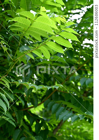 樹·Kihida蘭科 112686003