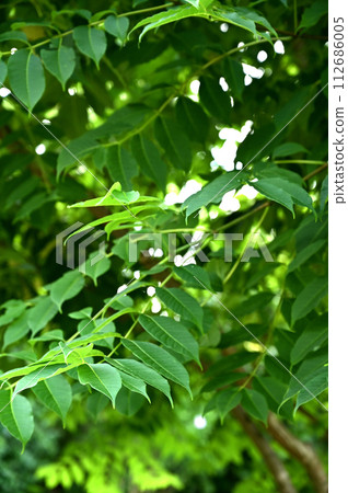 樹·Kihida蘭科 112686005