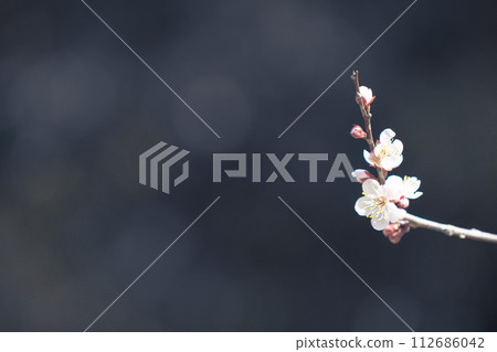 梅花告訴春天的到來 112686042