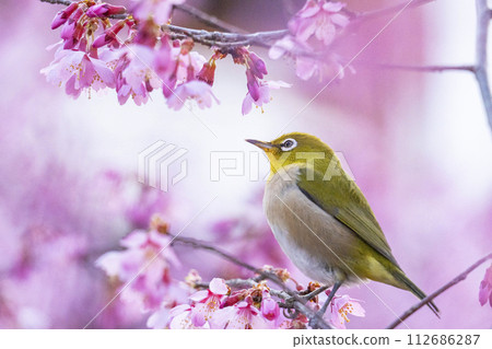 長德寺岡龜櫻花與繡眼鳥 112686287