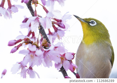 長德寺岡龜櫻花與繡眼鳥 長德寺岡龜櫻花與繡眼鳥 112686289