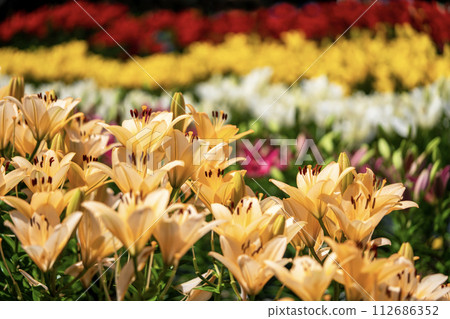 Colorful lily flowers 112686352