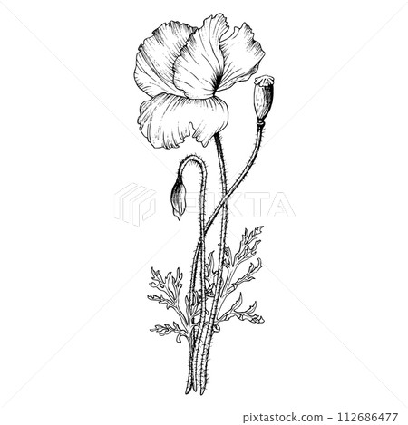 Black linear design poppy flower composition. Hand drawn with black inks botanical vector illustration in outline style. Monochrome sketch. 112686477