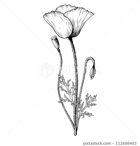 Poppy flower graphic composition with bloom, bud and seed box. Hand drawn botanical vector illustration in outline style. Wild flower monochrome sketch. 112686483
