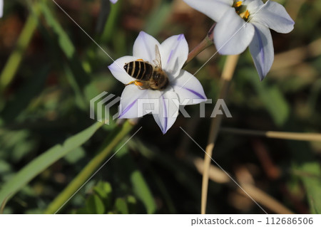 A bee sucking nectar from white Chinese chives blooming in a field in early spring 112686506