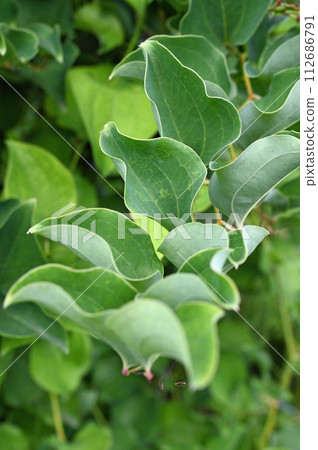 樹/百合科玫瑰 112686791