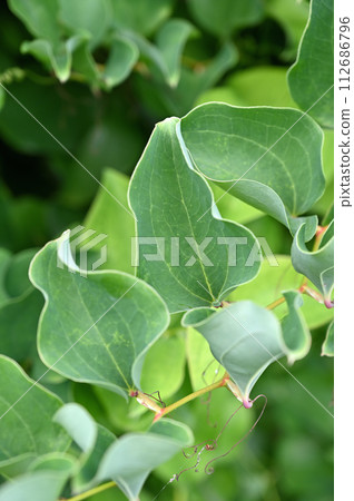 Tree/Saltori rose, Liliaceae 112686796