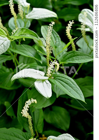 Plant/Hangesho Heminaceae Plant/Hangesho Heminaceae 112686806