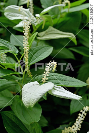 植物/Hangesho Heminaceae 植物/Hangesho Heminaceae 112686807