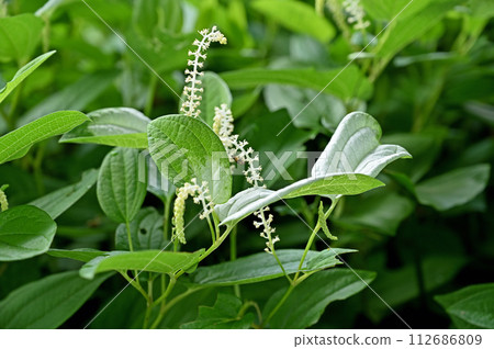 植物/Hangesho Heminaceae 植物/Hangesho Heminaceae 112686809