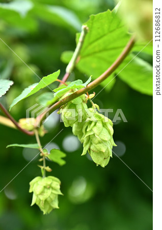 Plants/Hops Moraceae 112686812