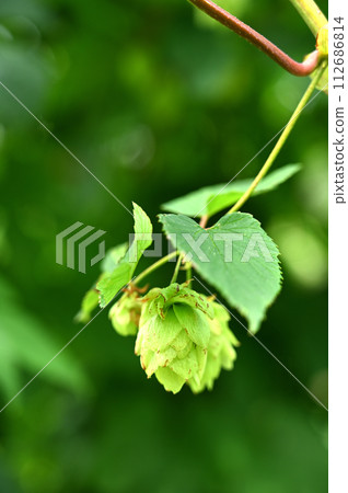 植物/啤酒花桑科 112686814