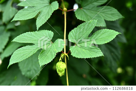 Plants/Hops Moraceae 112686818