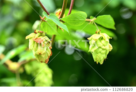 植物/啤酒花桑科 112686820