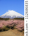 Fuji and Kawazu cherry tree 112686835