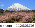 Fuji and Kawazu cherry tree 112686836