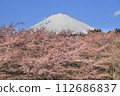 Kawazu Sakura and Mt. Fuji 112686837
