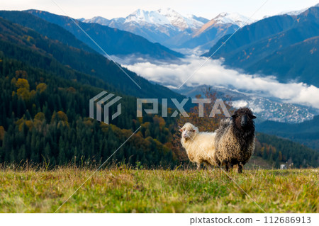 Mountain sheeps grazing on pasture in autumn time on snow covered mountain Mountain sheeps grazing on pasture in autumn time on snow covered mountain 112686913