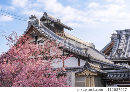 春天，京都長德寺正門前盛開的龜櫻花，絢麗多彩 112687057