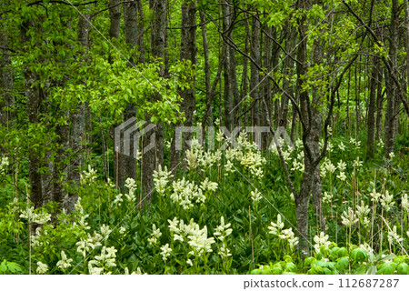 濕地森林中盛開的小梅溪草群落－葛西濕地 112687287