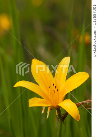 Beautiful daylily flowers close-up, Kasai Wetlands Beautiful daylily flowers close-up, Kasai Wetlands 112687301