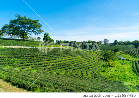 tea plantation on mountain in morning tea plantation on mountain in morning 112687480
