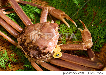 福井縣產活越前蟹 112687557