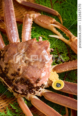 Live Echizen crab from Fukui Prefecture Live Echizen crab from Fukui Prefecture 112687570