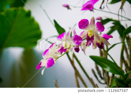 beautiful orchid flowers on tree beautiful orchid flowers on tree 112687587