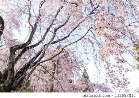 京都醍醐寺三芳院櫻花盛開 112687815