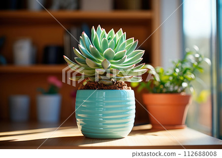 Succulent in a mint color pot on the table in cabinet Succulent in a mint color pot on the table in cabinet 112688008