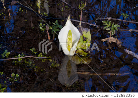 Close-up skunk cabbage blooming wetland in the forest 112688356