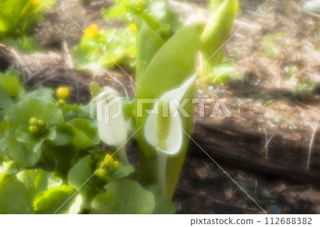 Close-up skunk cabbage blooming wetland in the forest Close-up skunk cabbage blooming wetland in the forest 112688382