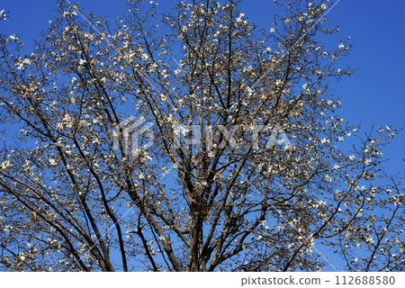 Kobushi花 112688580