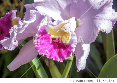 卡特蘭花,原產於中南美洲的蘭科植物【西方蘭花皇后】 卡特蘭花,原產於中南美洲的蘭科植物【西方蘭花皇后】 112689123