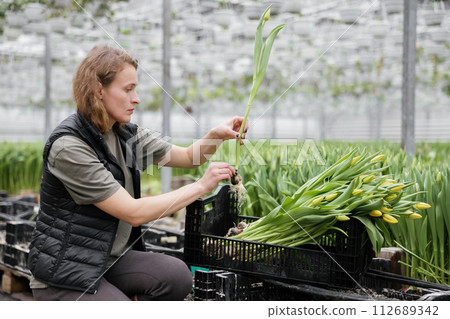 Woman planting flower bulbs in soil for growing in a greenhouse Woman planting flower bulbs in soil for growing in a greenhouse 112689342