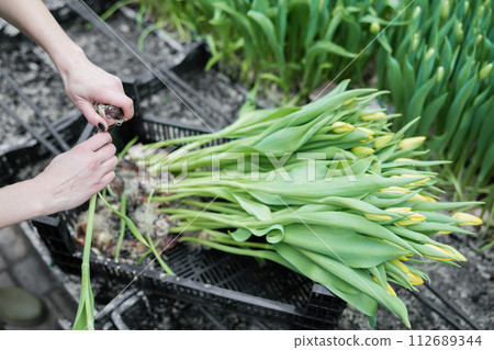 Woman planting flower bulbs in soil for growing in a greenhouse 112689344
