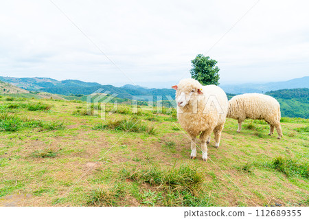 white sheep on mountain hill white sheep on mountain hill 112689355