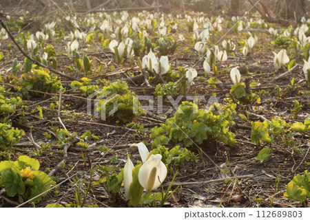 A wetland in the forest where the skunk cabbage blooms 112689803