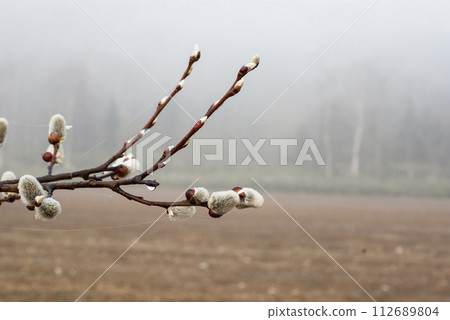 Close-up pussy willow budding spring 112689804