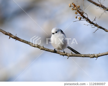 Enaga堅持分支機構 Enaga堅持分支機構 112690007