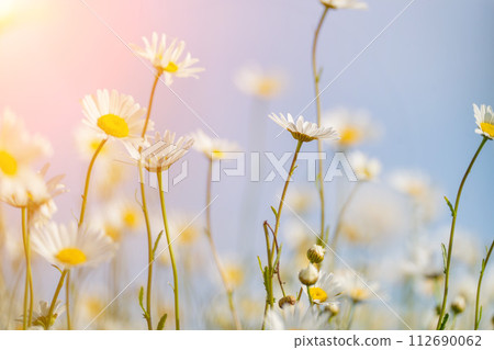 Daisy Chamomile background. Beautiful nature scene with blooming chamomilles in sun flare. Sunny day. Summer flowers. 112690062
