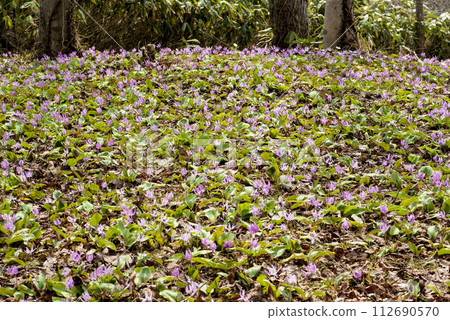 A cluster of pretty Katakuri flowers that I encountered in the forest. 112690570