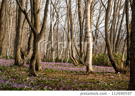 A cluster of pretty Katakuri flowers that I encountered in the forest. A cluster of pretty Katakuri flowers that I encountered in the forest. 112690597