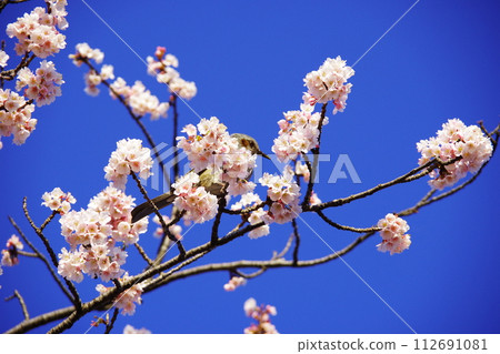 藍天、櫻花、小雞 藍天、櫻花、小雞 112691081